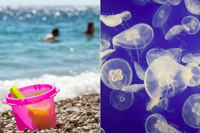 Ilustračný obrázok k článku Obľúbené pláže zaplavili MEDÚZY: Tento rok už popŕhlili TISÍCE ľudí