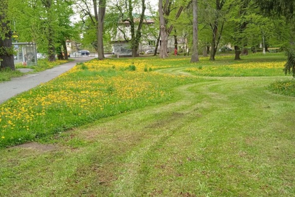 Ilustračný obrázok k článku Odflákli v Bystrici starostlivosť o zeleň? Za nepokosenými plochami je niečo iné, FOTO