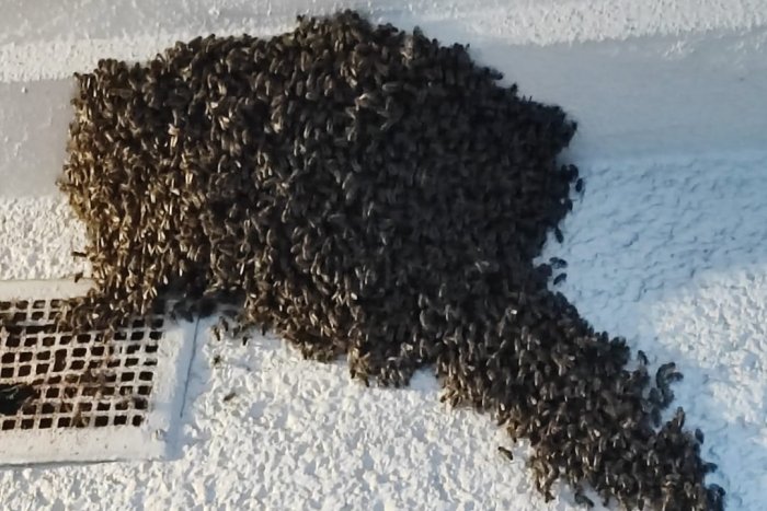 Ilustračný obrázok k článku DRÁMA pri základnej škole v Bratislave: Obrovský ROJ včiel zablokoval vchod do jedálne