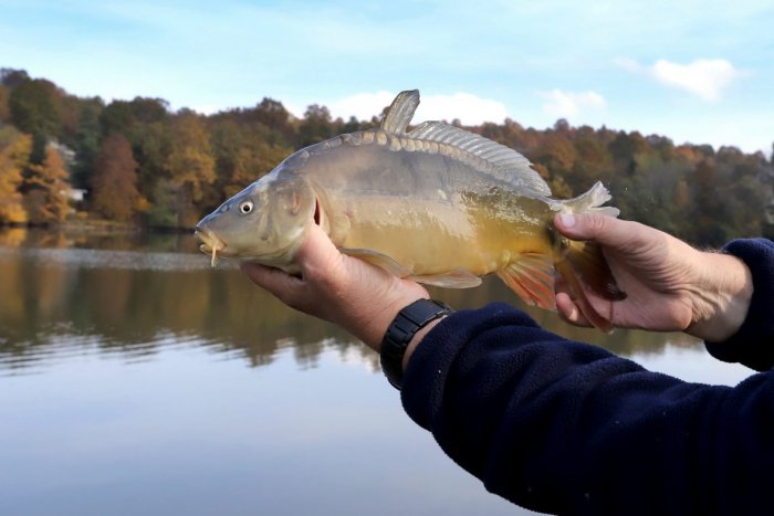 Ilustračný obrázok k článku Rybári, vyťahujte udice: Začína sa kaprová sezóna! Ktoré zákazy platia aj naďalej?