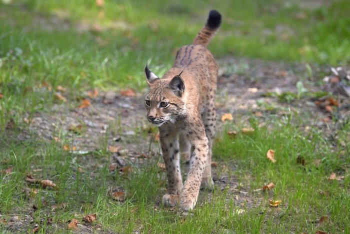 Ilustračný obrázok k článku SVET O SLOVENSKU: Našim rysom sa v nemeckej divočine darí! Pribudlo ich takmer DVADSAŤ