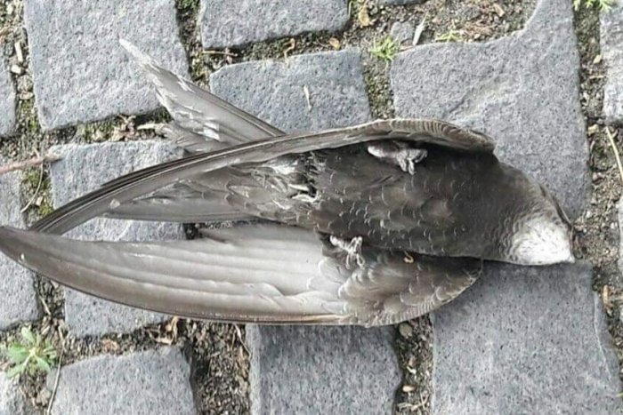 Ilustračný obrázok k článku Desivý a KRUTÝ čin: Samičku dážďovníka UDUSILI za živa, práve sedela na vajíčkach!