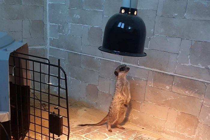 Ilustračný obrázok k článku Kuriózna pátracia akcia v Nitre: Hľadá sa SURIKATA Zippi, FOTO