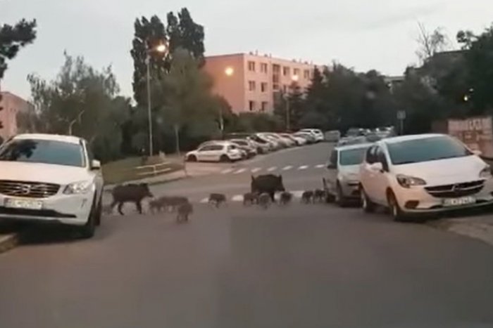 Ilustračný obrázok k článku VIDEO: Ranné SAFARI v Bratislave. Po sídlisku si vykračovalo 13 DIVIAKOV a asi 30 mláďat