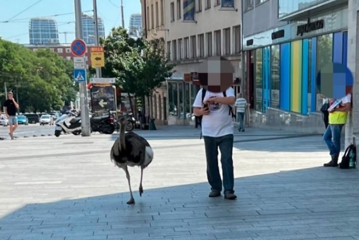 Ilustračný obrázok k článku V Bratislave je možné VŠETKO! Ulicami hlavného mesta sa  prechádzal PŠTROS!