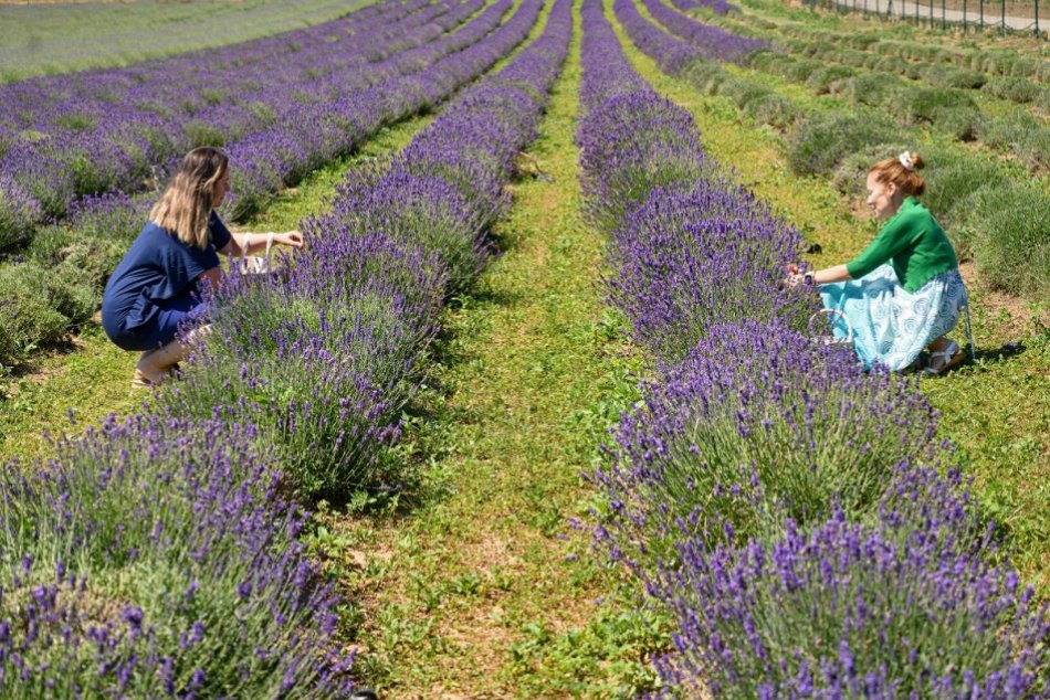 Ilustračný obrázok k článku Zabudnete, že ste na Slovensku: Pri Nitre rozkvitla LEVANDUĽA! Blíži sa prvý samozber