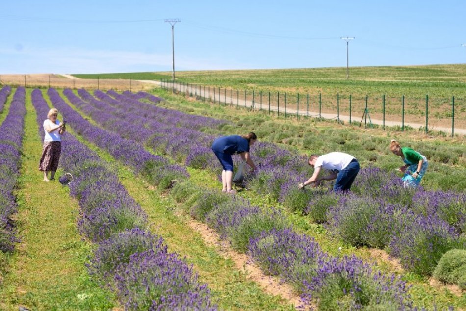 Ilustračný obrázok k článku Levanduľová sezóna je tu: Pri Nitre spúšťajú prvý SAMOZBER