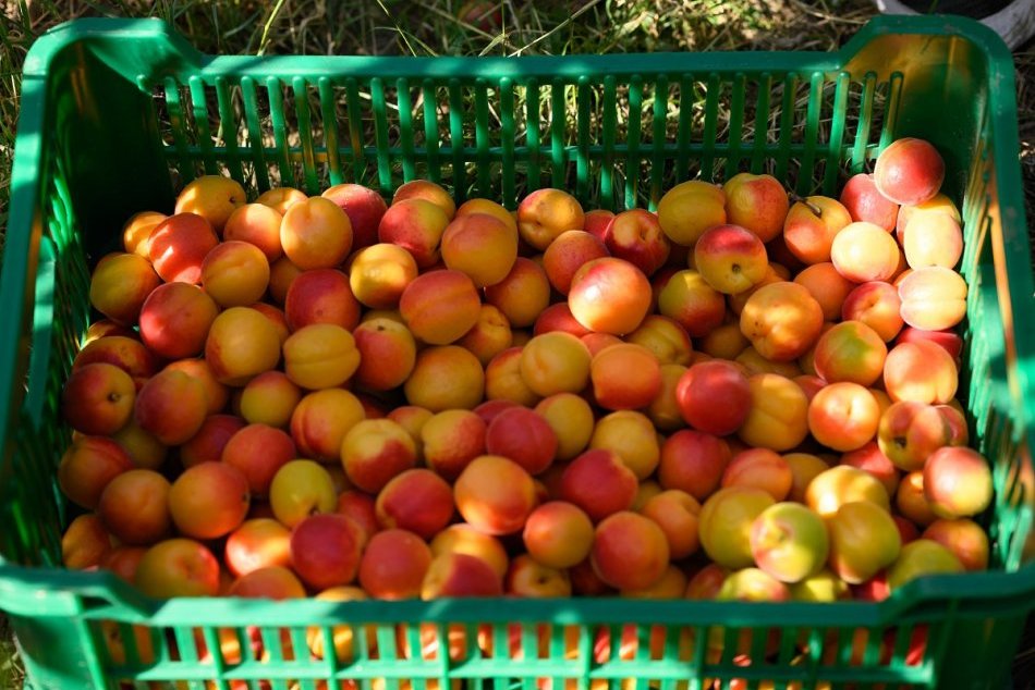 Ilustračný obrázok k článku Kam na chutné marhule? PREHĽAD samozberov v Nitrianskom kraji