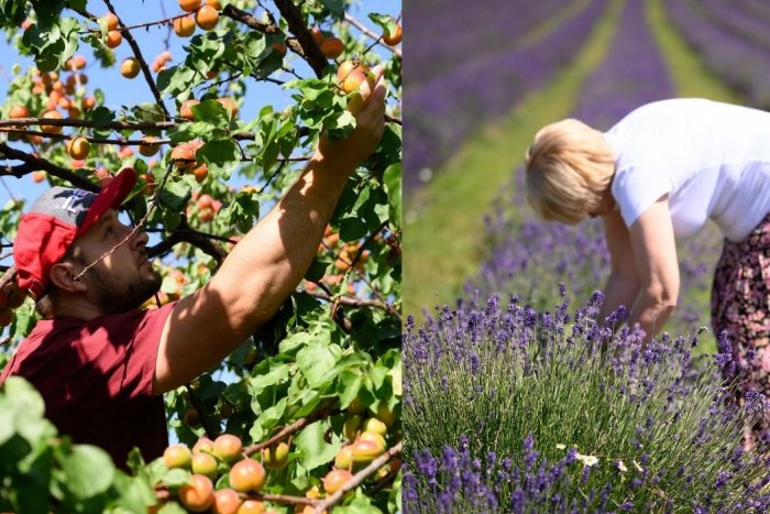 Ilustračný obrázok k článku Oberačky sú v plnom prúde: Pri Nitre prebieha SAMOZBER marhúľ aj levandule, FOTO
