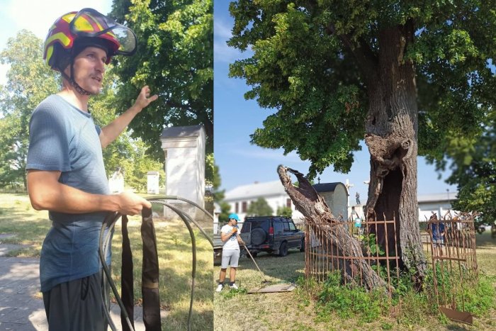 Ilustračný obrázok k článku Mesto zachraňuje dve vzácne lipy: Ich vek sa odhaduje na STOVKY rokov