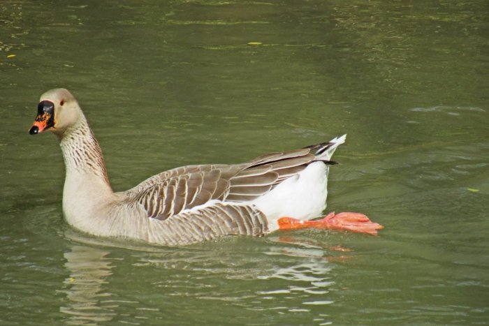 Ilustračný obrázok k článku Na východe ľudí vyrušuje hus, SŤAŽUJÚ sa na ňu: Zakaždým gága, nedá sa kvôli nej zaspať
