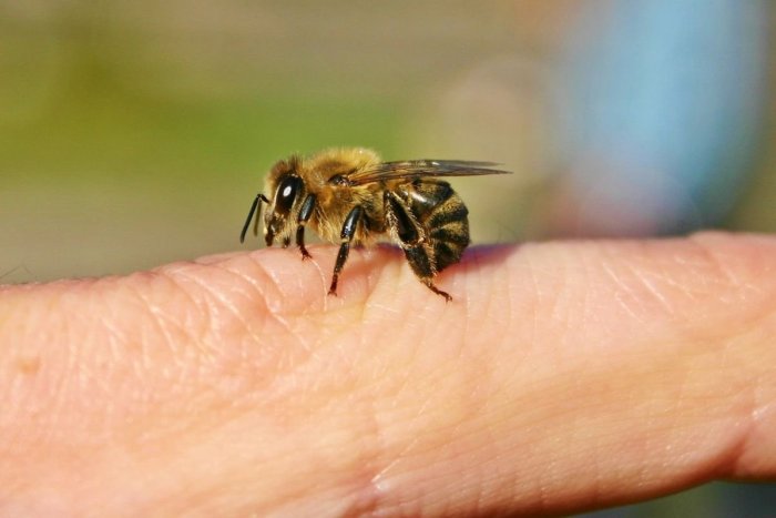 Ilustračný obrázok k článku Bodnutie včelou či osou NEPODCEŇUJTE: Odborník radí, ako účinne podať prvú pomoc