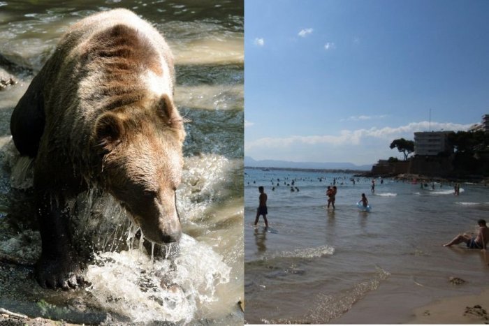 Ilustračný obrázok k článku Šok v známej letnej destinácii: Po chorvátskej pláži sa promenádoval MEDVEĎ!