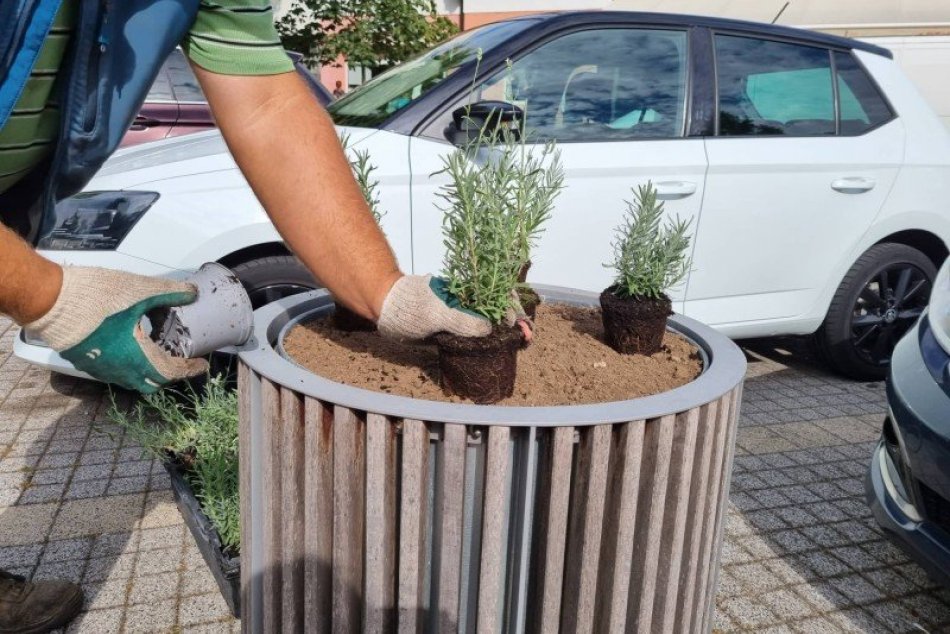 Ilustračný obrázok k článku Centrum mesta skrášlia obľúbené rastlinky: Vysadili 180 levandúľ, FOTO