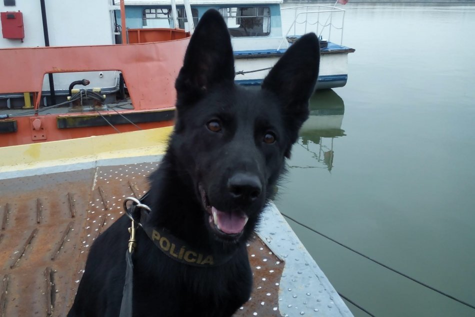 Ilustračný obrázok k článku Trnavská polícia smúti: Opustila ju verná pomocníčka Betka, FOTO