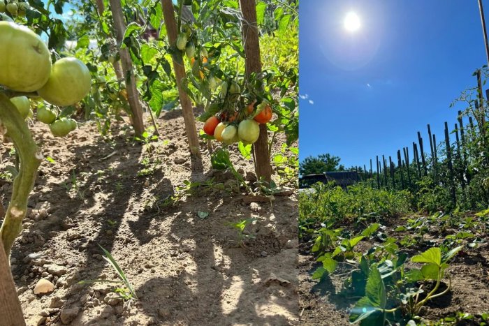 Ilustračný obrázok k článku Slovensko sužuje EXTRÉMNE SUCHO: Počasie ničí vinič, jablká aj koreňovú zeleninu