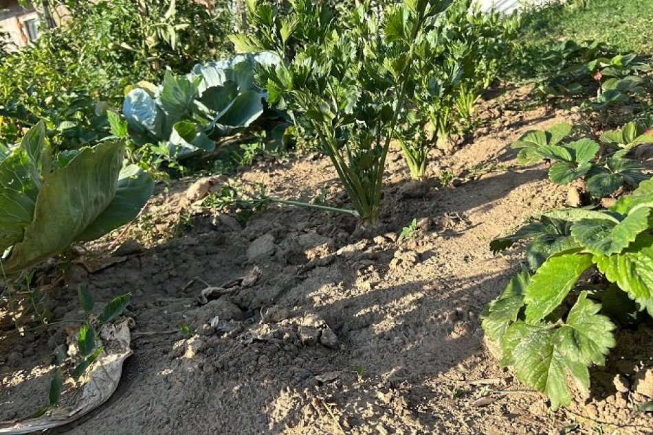 Ilustračný obrázok k článku Bystrica čelí EXTRÉMNEMU suchu: Má najvyšší deficit zrážok na Slovensku