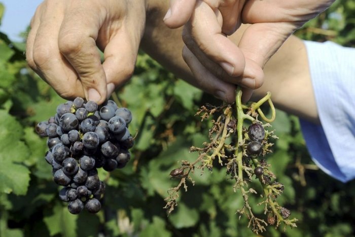 Ilustračný obrázok k článku VINOHRADNÍKOM došla trpezlivosť! Diviaky a daniele im OBŽIERAJÚ úrodu