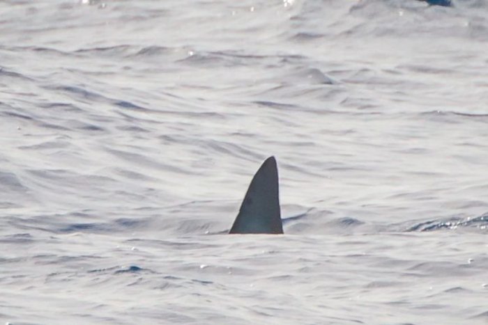 Ilustračný obrázok k článku ZDESENIE na plážach obľúbenej destinácie: Po 10 rokoch sa tam ukázal ŽRALOK! VIDEO