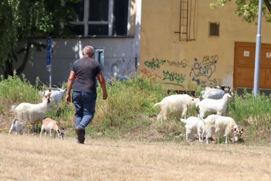 Ilustračný obrázok k článku Nevšedný zážitok na Klokočine: Vedľa hlavnej cesty sa pásli KOZY
