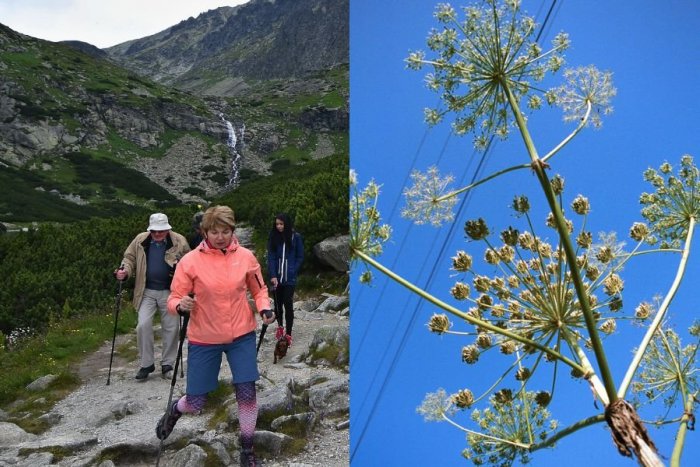 Ilustračný obrázok k článku Na túrach sa jej vyhnite oblúkom! Nebezpečná rastlina spôsobuje POPÁLENINY a PĽUZGIERE