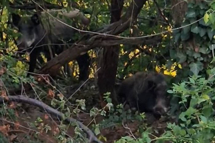 Ilustračný obrázok k článku TOMU neuveríte: Desať DIVIAKOV si našlo domov pod bytovkou na Kramároch! VIDEO