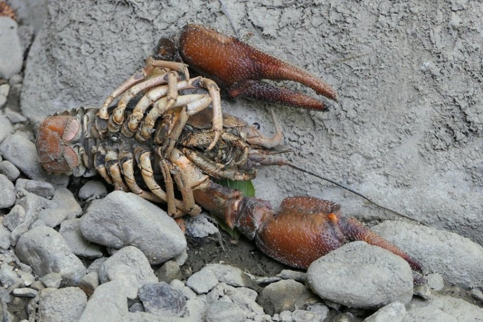 Ilustračný obrázok k článku Rajčianka vyschla v úseku 1,5 kilometra: Úhyn pstruhov je skoro stopercentný, FOTO