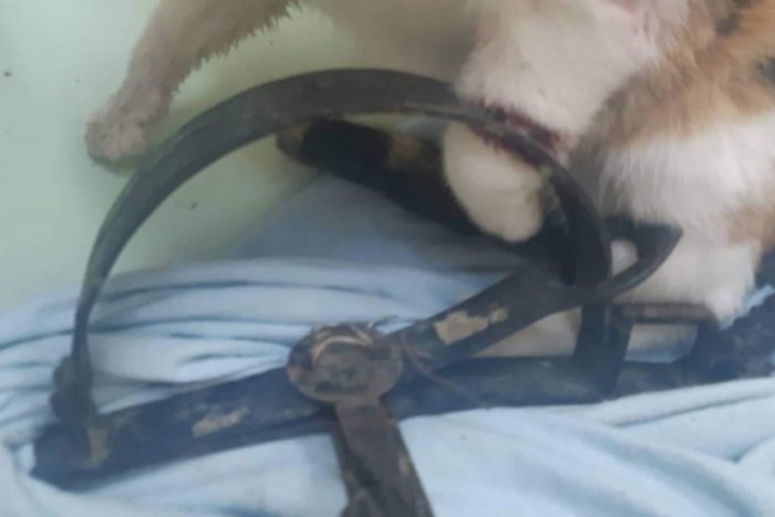 Ilustračný obrázok k článku Stiahnutá koža a POLÁMANÉ kosti: Mačka v železnej PASCI v Bratislave silno nariekala