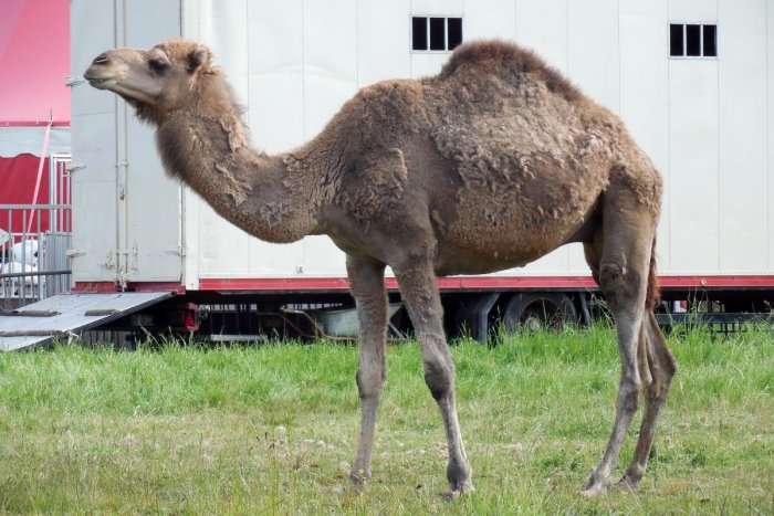 Ilustračný obrázok k článku ŠOK v cirkuse na východe Slovenska: Opitého zamestnanca na smrť dohrýzla ťava
