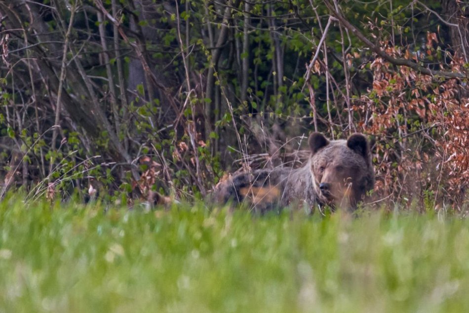 Ilustračný obrázok k článku VYSTRAŠENÁ hubárka Magdaléna opísala HOROROVÝ zážitok: NAHÁŇAL ma medveď!
