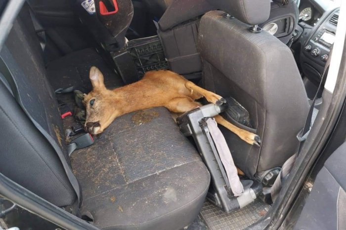 Ilustračný obrázok k článku Chcete sa vyhnúť zrážke so ZVEROU? Polícia má TIPY pre vodičov, čo však NEROBIŤ?