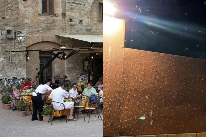 Ilustračný obrázok k článku Znechutení turisti sa balia a odchádzajú: Na vychýrenú destináciu udrela INVÁZIA mušiek