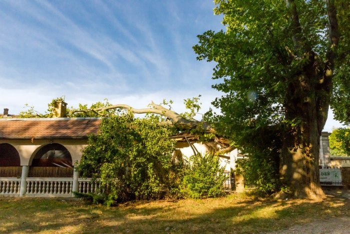 Ilustračný obrázok k článku Na VINÁREŇ neďaleko Bratislavy spadol strom: Môže za to vzácny 100-ročný platan