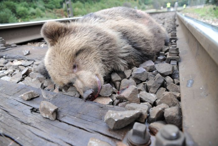 Ilustračný obrázok k článku Vybehnutie na trať sa pre MEDVEĎA skončilo TRAGICKY: Prešli ho hneď 2 vlaky