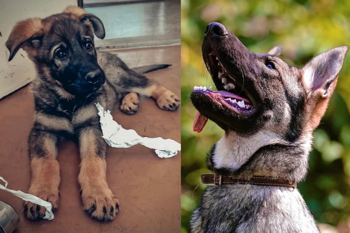 Ilustračný obrázok k článku Spomínate si na Bena, policajné šteniatko? Vyrástol z neho poriadny fešák, FOTO