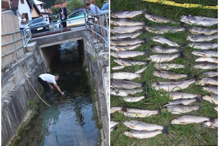 Ilustračný obrázok k článku Potok na Liptove vyplavil desiatky mŕtvych RÝB: Čo spôsobilo takýto hromadný ÚHYN!