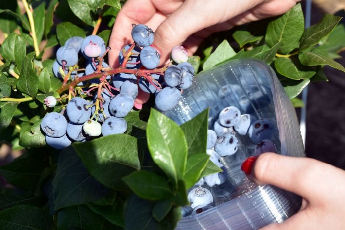 Ilustračný obrázok k článku Nelegálnych zberačov v Tatrách je stále viac: Strážcovia im musia plodiny rozšliapať