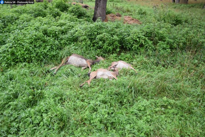 Ilustračný obrázok k článku OTRASNÝ pohľad v popradskej zvernici: Niekto usmrtil muflóny za tisícky eur