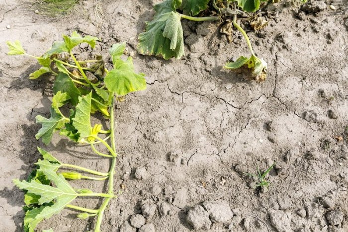 Ilustračný obrázok k článku ZLÉ správy od poľnohospodárov v regióne: Výpadky produkcie kukurice či sóje sú pre sucho ENORMNÉ