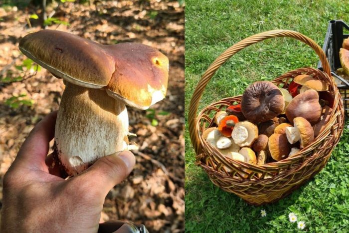 Ilustračný obrázok k článku Hubárska sezóna je v plnom prúde: TOP miesta v Nitrianskom kraji, kde už rastú!