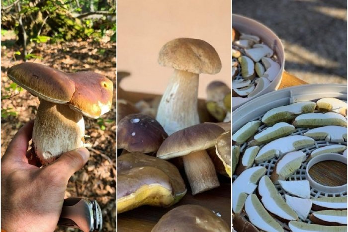 Ilustračný obrázok k článku Hubárska sezóna odštartovala: Viete, ako SPRÁVNE zbierať a sušiť HUBY?