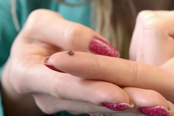 Ilustračný obrázok k článku Miernejšie zimy môžu znamenať nárast kliešťov: Ľudia tak budú chorobami viac ohrození!