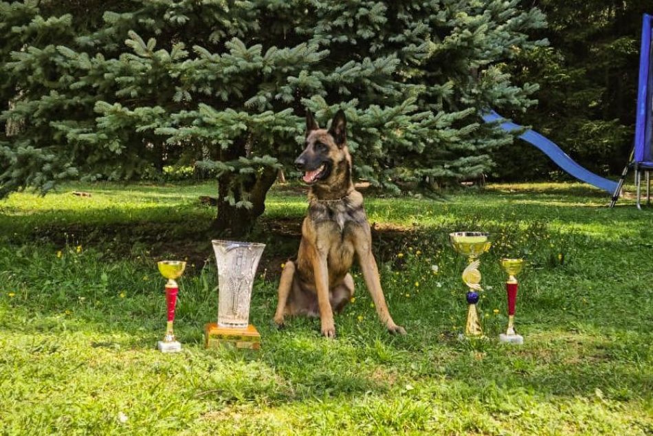 Ilustračný obrázok k článku Banskobystrický kraj má svojho ŠAMPIÓNA: Policajný pes Max ovládol väčšinu kategórií, FOTO