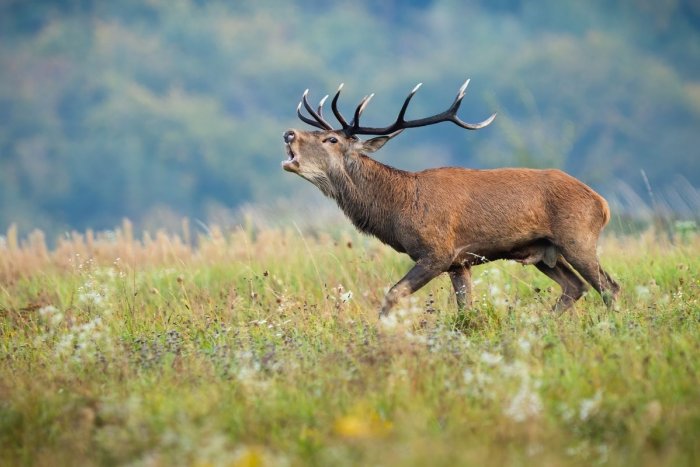 Ilustračný obrázok k článku Vrcholí jelenia ruja, za volantom zvýšte opatrnosť!