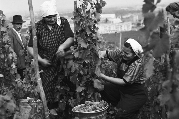 Ilustračný obrázok k článku RETRO FOTO: Bratislava je odjakživa mestom vína. Pozrite, ako sa OBERALO pred rokmi