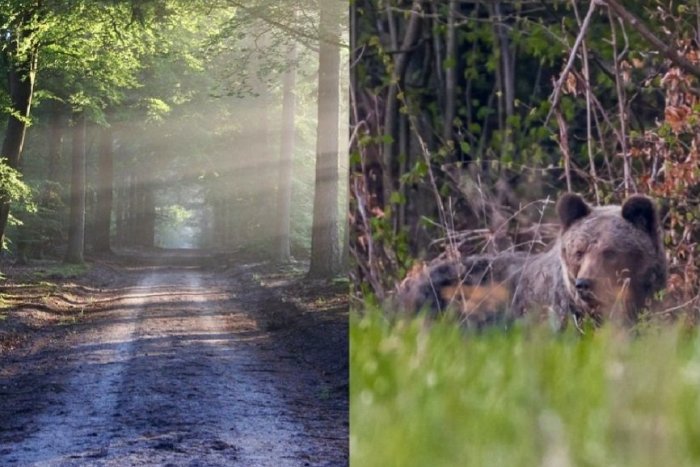 Ilustračný obrázok k článku Učiteľka opísala mrazivé detaily: Medvedica ju OSKALPOVALA, po roku sa postavila pred žiakov