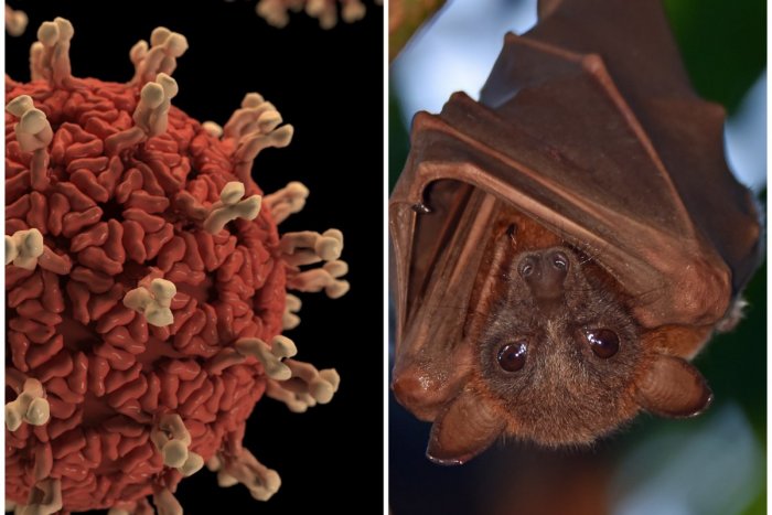 Ilustračný obrázok k článku STRACH z ďalšej pandémie? Na tento vírus z RUSKÉHO netopiera sú vakcíny prikrátke!