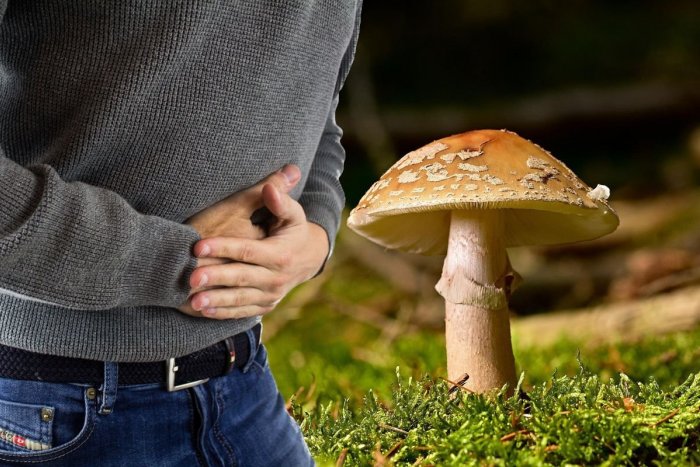 Ilustračný obrázok k článku Zbierajte iba to, čo poznáte! Hubári, rozoznáte včas príznaky OTRAVY?
