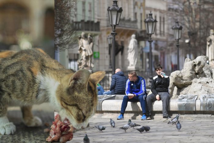 Ilustračný obrázok k článku POKUTY za kŕmenie mačiek a holubov! Košičania a ochranári ostali zo ZÁKAZU pobúrení