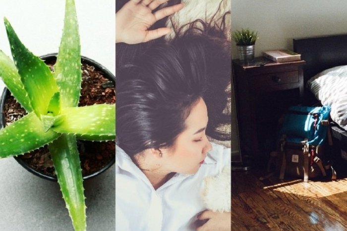 Ilustračný obrázok k článku Niektoré izbové rastliny VYLEPŠUJÚ SPÁNOK: Ktoré čistia vzduch a prinášajú pohodu?